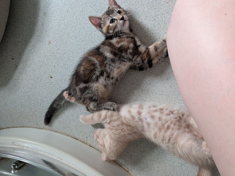 Kitten's