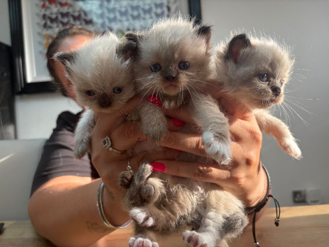 Ragdoll X Persian One Girl Left