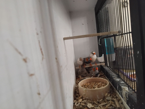 6 young zebra finches