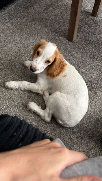 Spaniel rehome