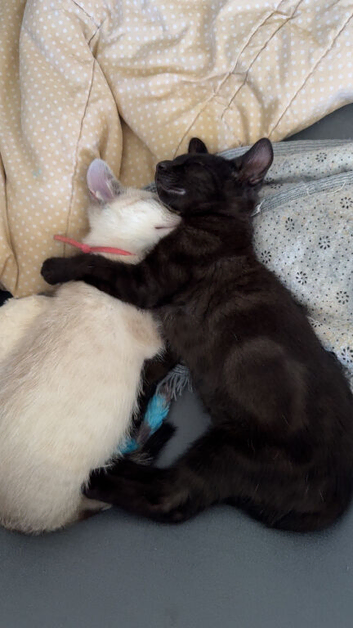 2 Cute Bengal kittens available