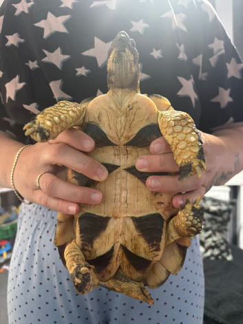 Mario needs a new home