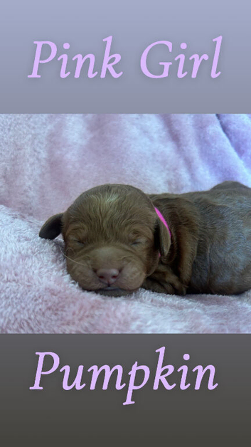 Beautiful F4B Miniature Goldendoodle Puppies