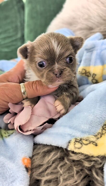 Beautiful quality apple head longcoat chihuahua boys