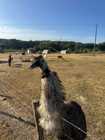 Female Emu