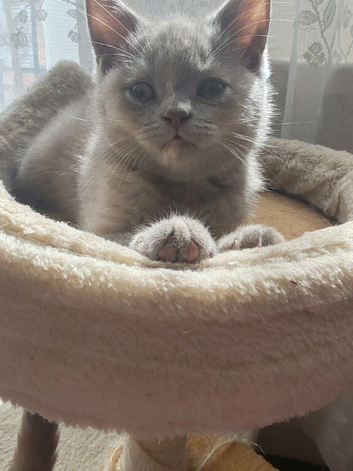 British shorthair kittens