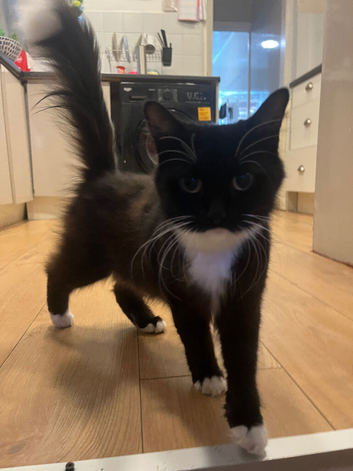 Domestic longhair kittens