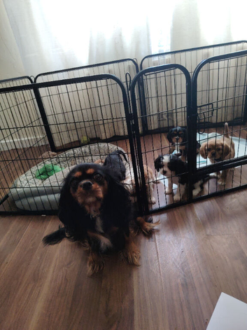 Beautiful Cavalier King Charles Spaniel puppies