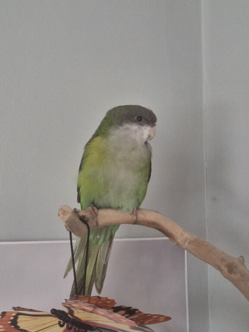 Sierra female