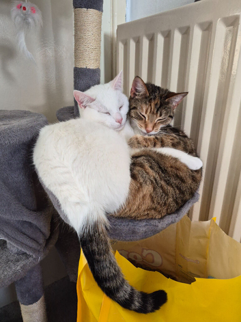2 female bonded pair