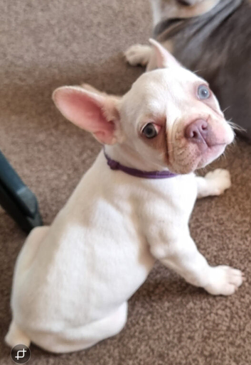 French bulldog puppies