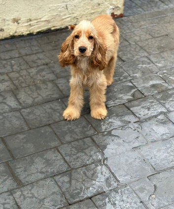 Show cocker spaniel female 6months old