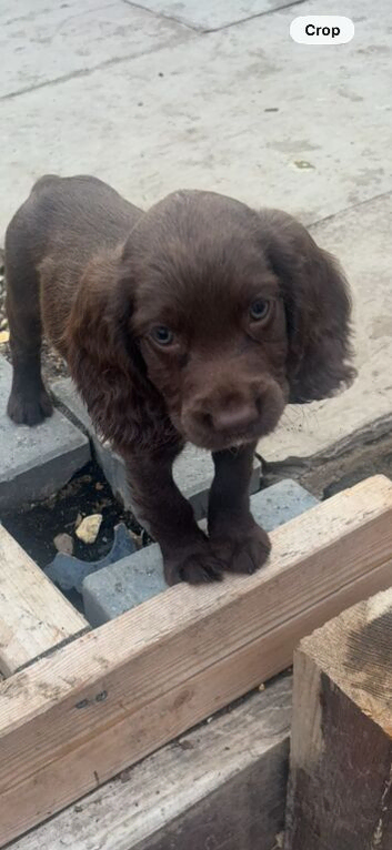 Cocker spaniel boys
