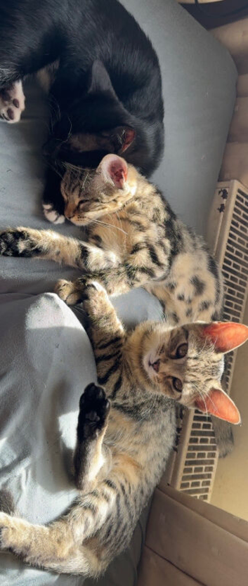 Bengal cross