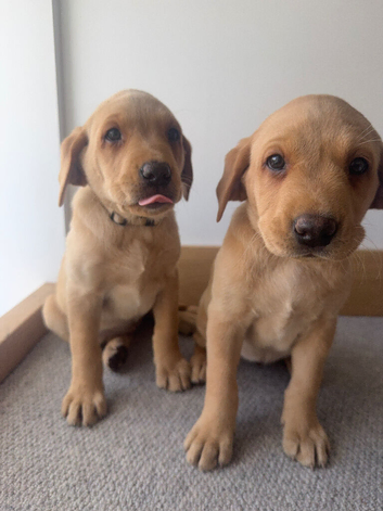 Working Labrador Puppies for Sale