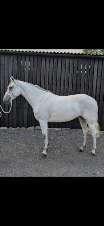 *** Connemara x tb***
