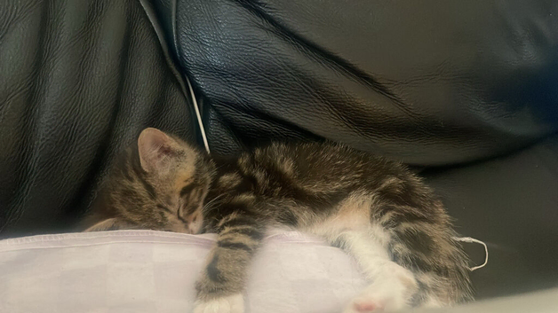 Kitten girl