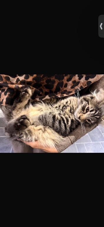 Gorgeous Male Fluffy Tabby Cross