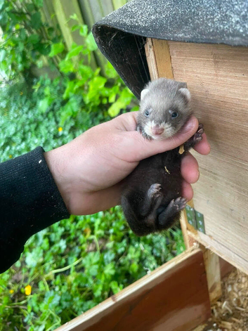 Ferrets for sale
