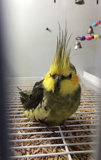 Stunning baby cockatiel (Greenish grey)
