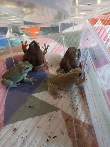 Blue eyed whites tree frogs