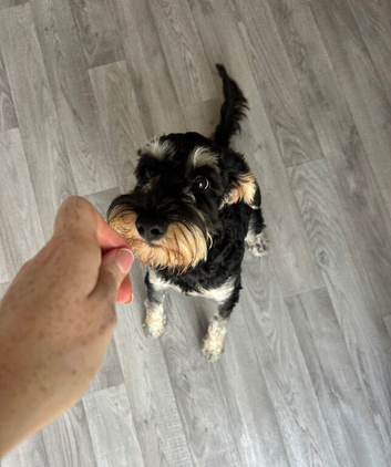 6 month old Schnockerpoo, Oscar
