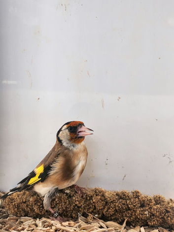 Male goldfinch