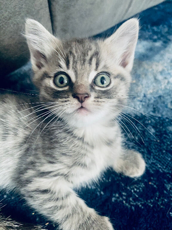 Beautiful Bengal/khao manee