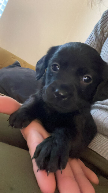 6 beautiful labradingers .. need homes in 7 weeks hence the price ! Very loving home loving with mum and dad born Sunday 18july
