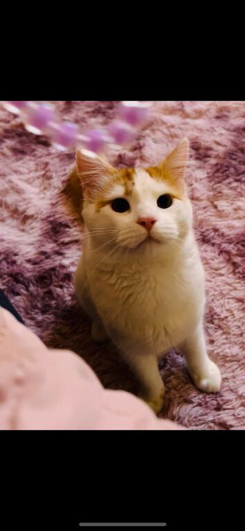 A lovely kitten in Plymouth