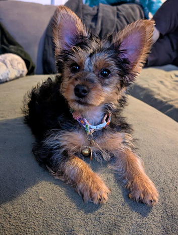 Yorkshire terrier female puppy