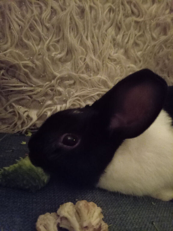 Dutch rabbit