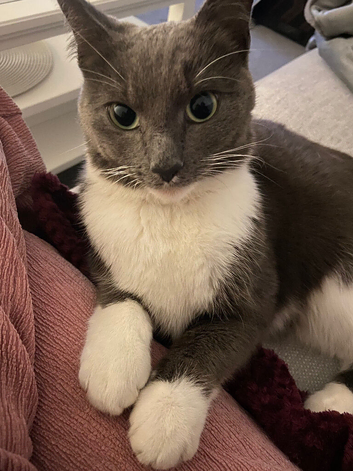 Grey and white cat