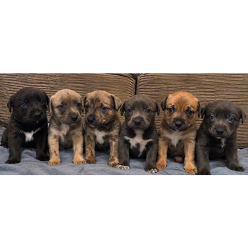Gorgeous Blue & Brindle Mixed Breed Puppies