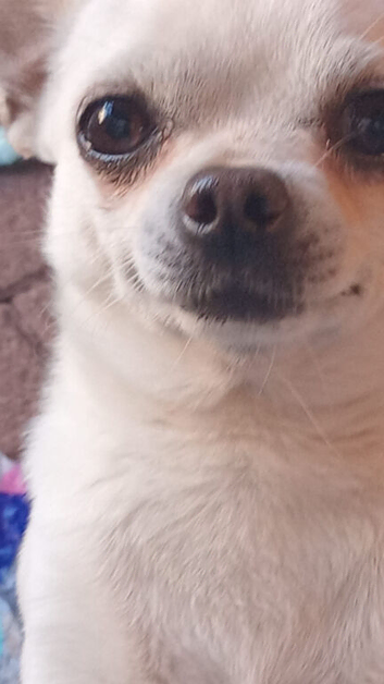Tiny chihuahua boy