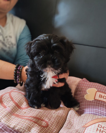Adorable Shichon puppies for sale-Teddy bear dogs