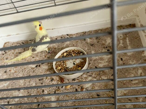 Cockatiel that needs rehoming in Warrington