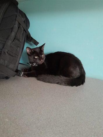 He's a male black cat 5 mouth old, his name, Midnight
