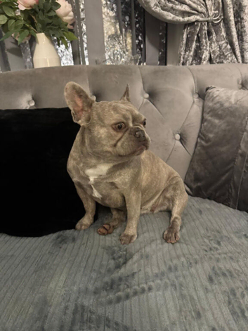 Frensh bulldog