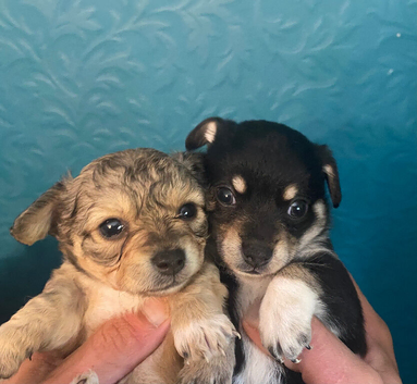 Gorgeous litter toy breed pups  x2 left