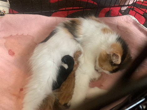 Beautiful kittens looking for there forever home.
