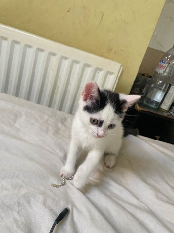 Kitten fo sale