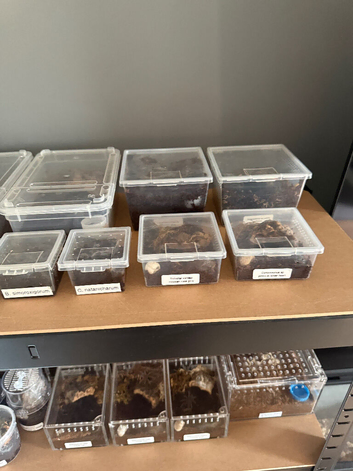 Tarantula collection for sale