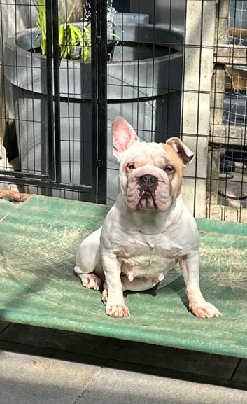 French bulldog