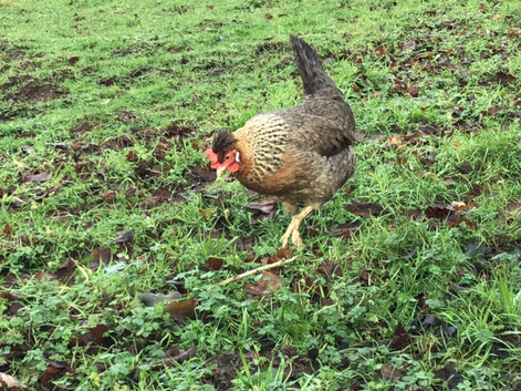 CREAMLEGBAR & MARSBAR  CHICKS/GROWERS
