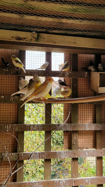 Young canaries for sale