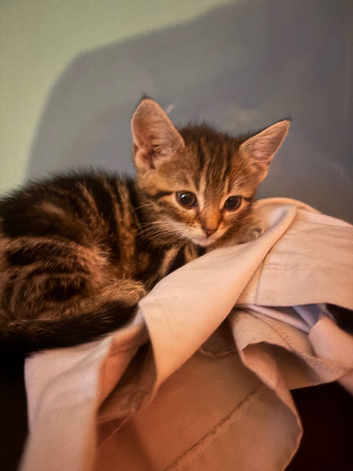 Kitten for sale