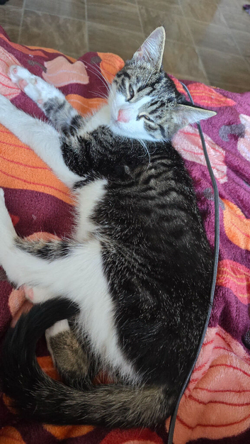 Lovely kittens are looking for a carying family