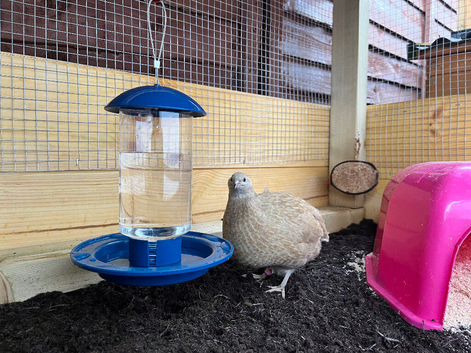 6 Quail &pound;50 Last of stock