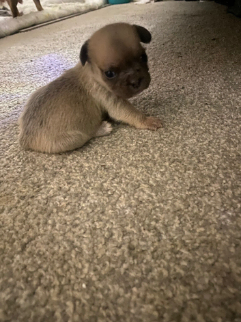 French bulldog x puppy